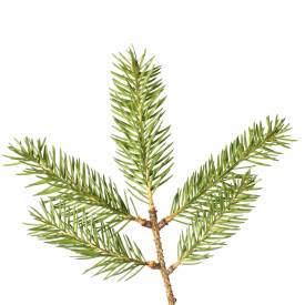 Pine needle essential oil